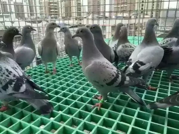 養(yǎng)殖格柵普遍適用于工棚建設(shè)